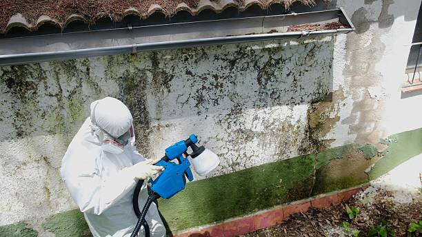 Top rated local Mold Remediation specialists in Plantation, FL